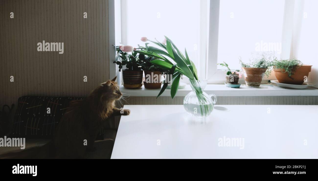 Rote Katze mit gelben Augen auf Stuhl sitzen und auf grüne Pflanzen schauen. Rosa Tulpen in Vase auf weißem Tisch. Lifestyle zu Hause. Blumen auf der Fensterbank. Kuppel Stockfoto