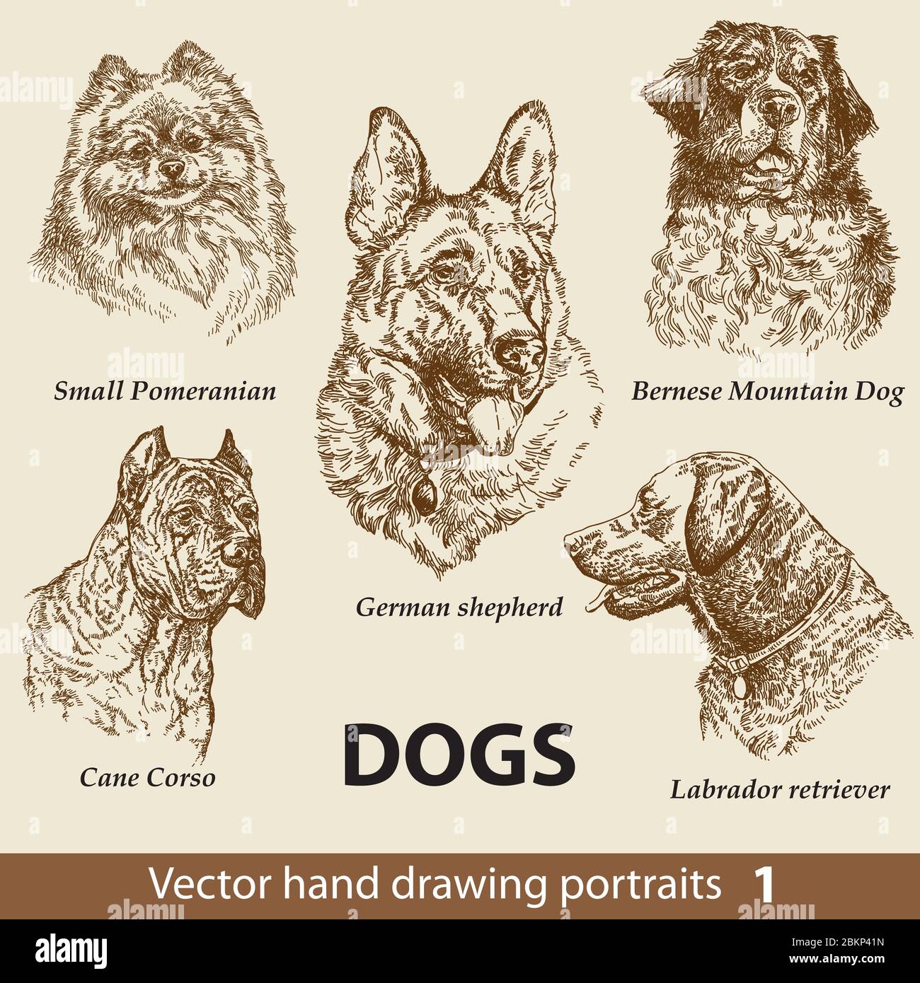 Hand Zeichnung Set von einem niedlichen Hunde Rassen. Hunde Kopf isoliert auf beigem Hintergrund. Bleistift, Tinte Hand gezeichnet realistische Porträt. Tiersammlung. Gut für Stock Vektor