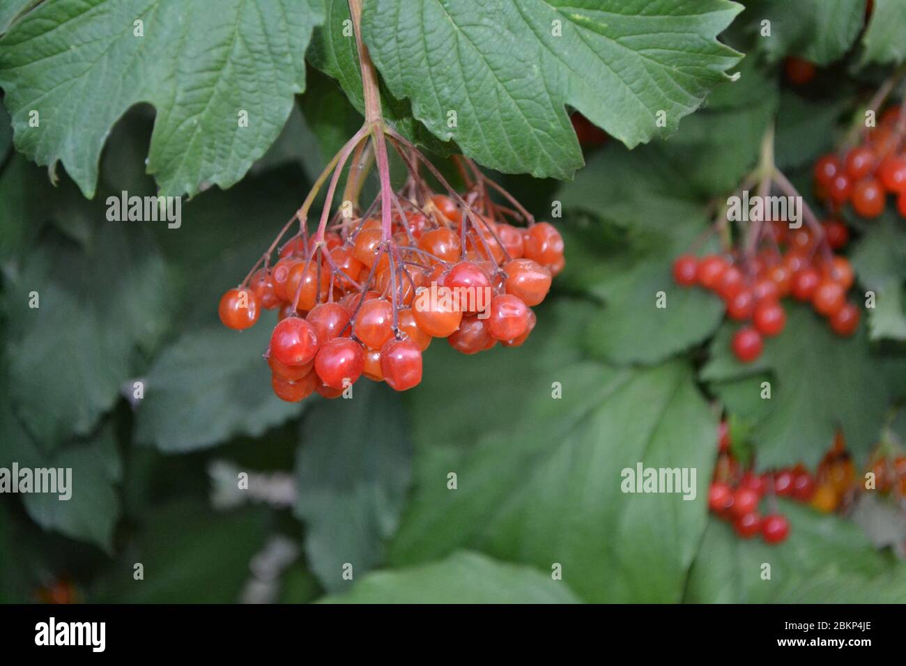 Rote Beeren. Heim Garten, Blumenbeet. Viburnum, eine Gattung von holzigen Blütenpflanzen Adoxaceae. Nützliche Baumpflanze. Medizinische Früchte, Medizin. Tee, Sirup Stockfoto