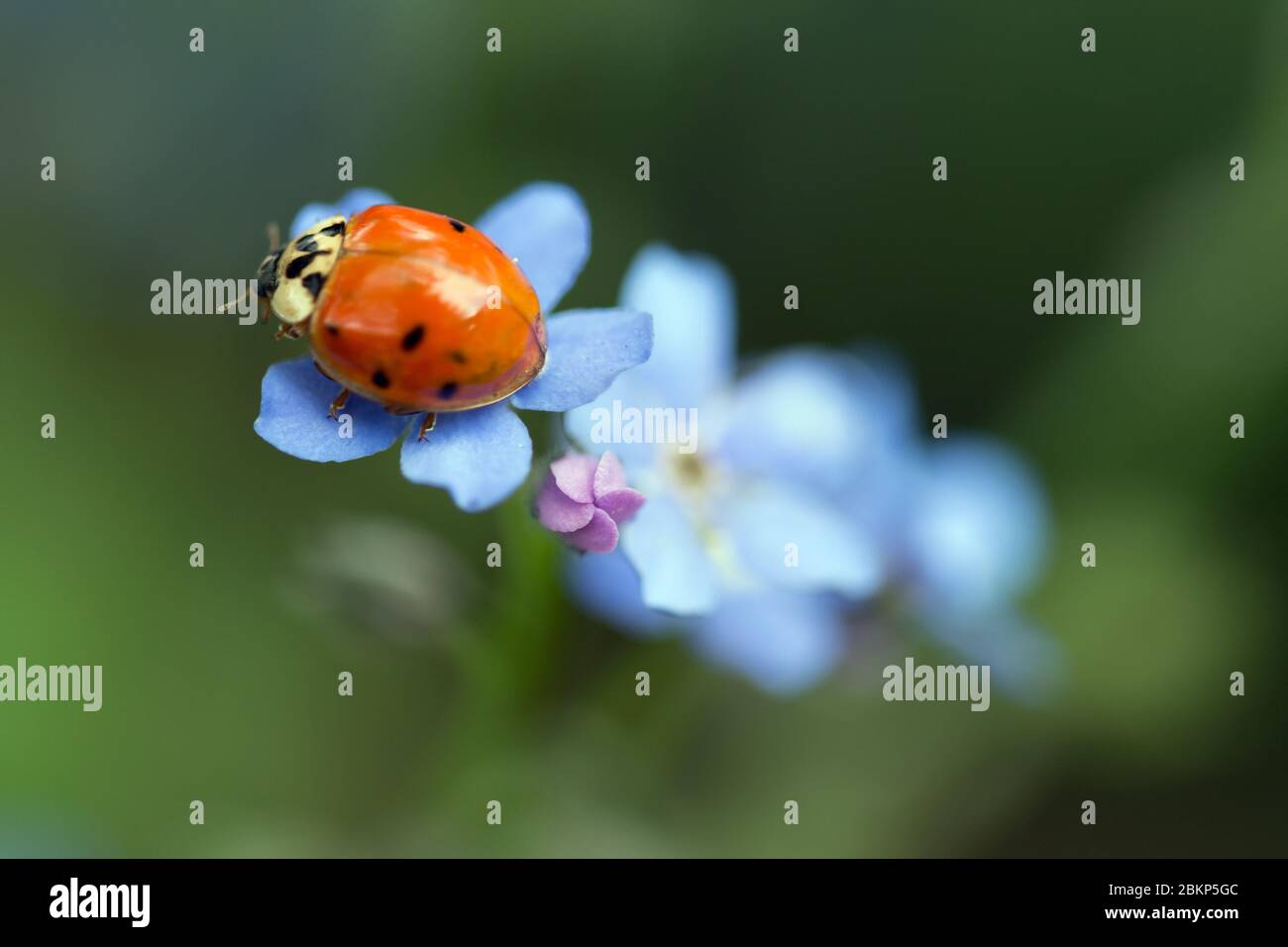 Marienkäfer auf einer Vergissmeinnicht-Blume Stockfoto