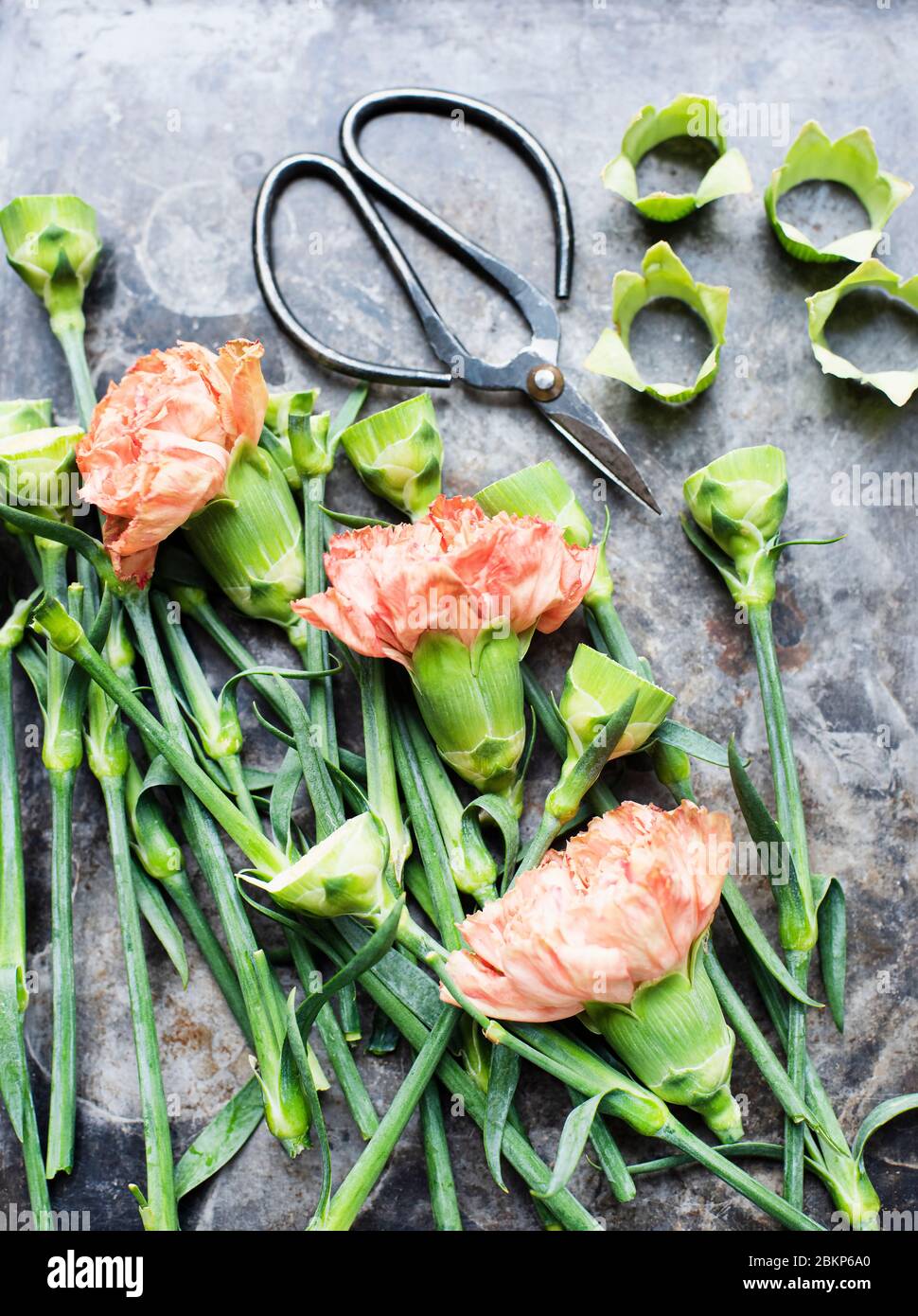Blass-orange Nelkenblüten und Stiele auf einer Schieferfläche neben einer Schere. Stockfoto