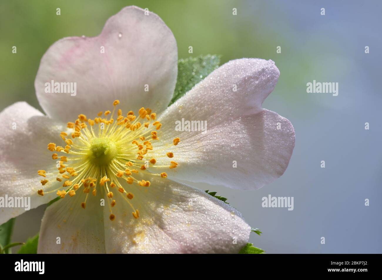 Wild Rose rosa Blumen (Rosa Canina) im Wald Stockfoto