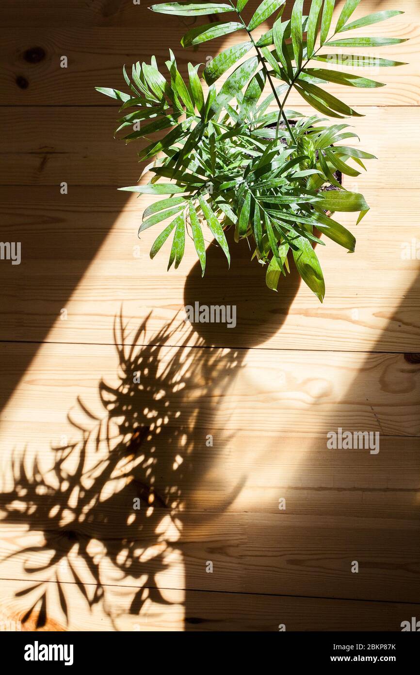 Hamedorea Blume stehen auf Holzboden im Sonnenlicht mit Schatten von Blättern. Grüne Palmenzweige bei Tageslicht. Ansicht von oben senkrecht Stockfoto