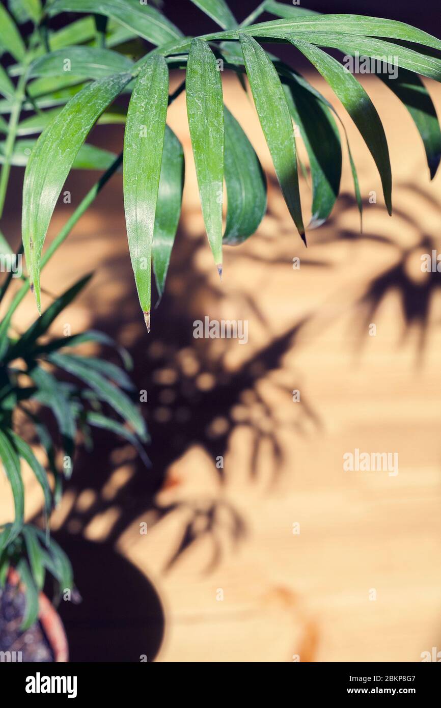Hamedorea Blume stehen auf Holzboden im Sonnenlicht mit Schatten von Blättern. Grüne Palmenzweige bei Tageslicht. Vertikal Stockfoto