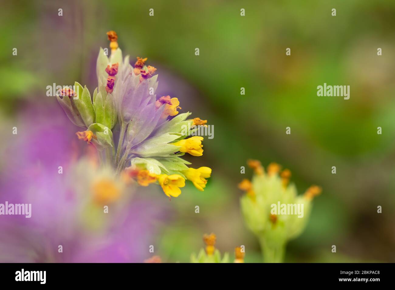 Nahaufnahme einer Primerose Stockfoto
