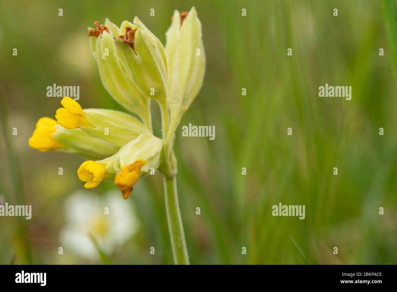 Nahaufnahme einer Primerose Stockfoto