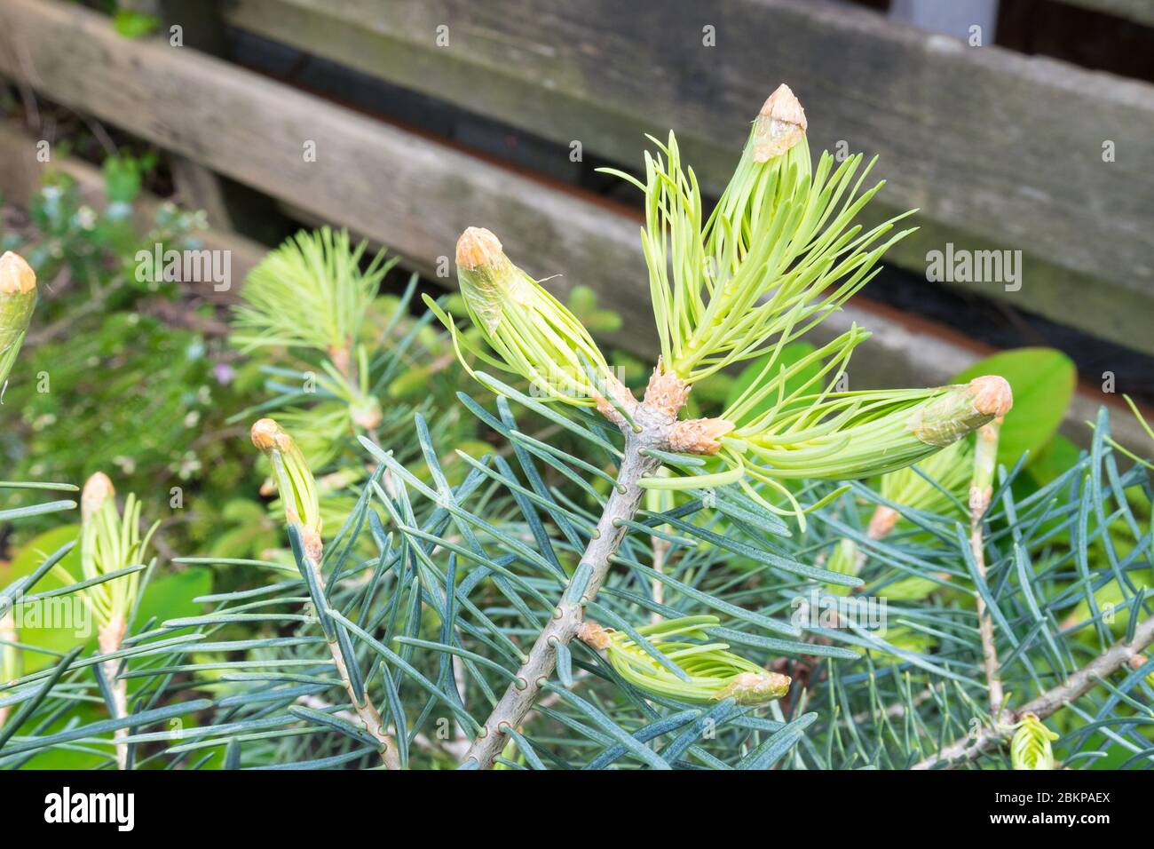 Die Knospe der Colorado White Fir ist mit frischen neuen Nadeln aufgesprossen. Lateinischer Name ist Abies concolor glauca. Stockfoto