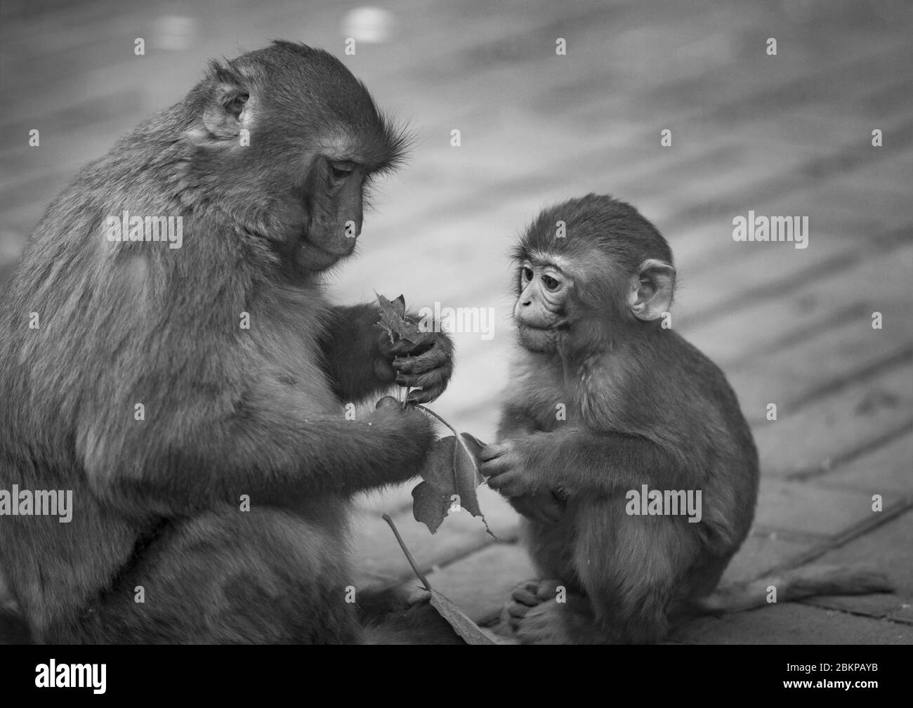 Zartes Moment zwischen zwei Affen, als Mutter zeigt Baby, wie man Blätter isst Stockfoto
