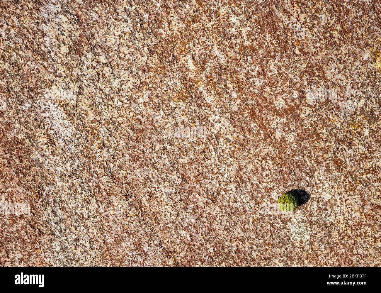 Grundsteinoberfläche bedeckt mit orangen Rotalgen ( Trentepohlia iolithus ), Finnland Stockfoto