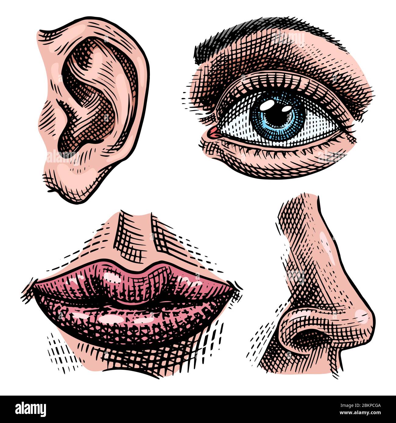 Abbildung der Anatomie der Organe. Gesicht detaillierte Kuss oder Lippen  und Ohr, Auge oder Blick, mit Nase aussehen. Menschliche Biologie im  Vintage-Stil. Handgezeichnet Stock-Vektorgrafik - Alamy