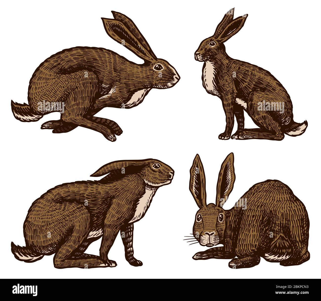 Wilde Hasen. Kaninchen sitzen und springen. Waldhasen oder coney. Handgezeichnet gravierte alte Skizze für T-Shirt, Tattoo oder Etikett oder Poster. Vektor Stock Vektor
