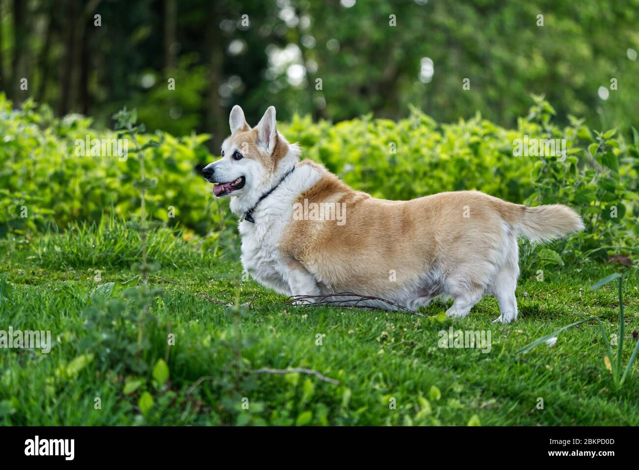 Corgi Dog Stockfoto