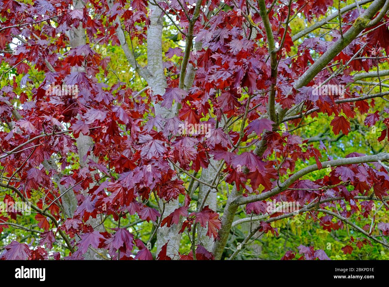 norwegenahorn, purpurroter Laubbaum, norfolk, england Stockfoto