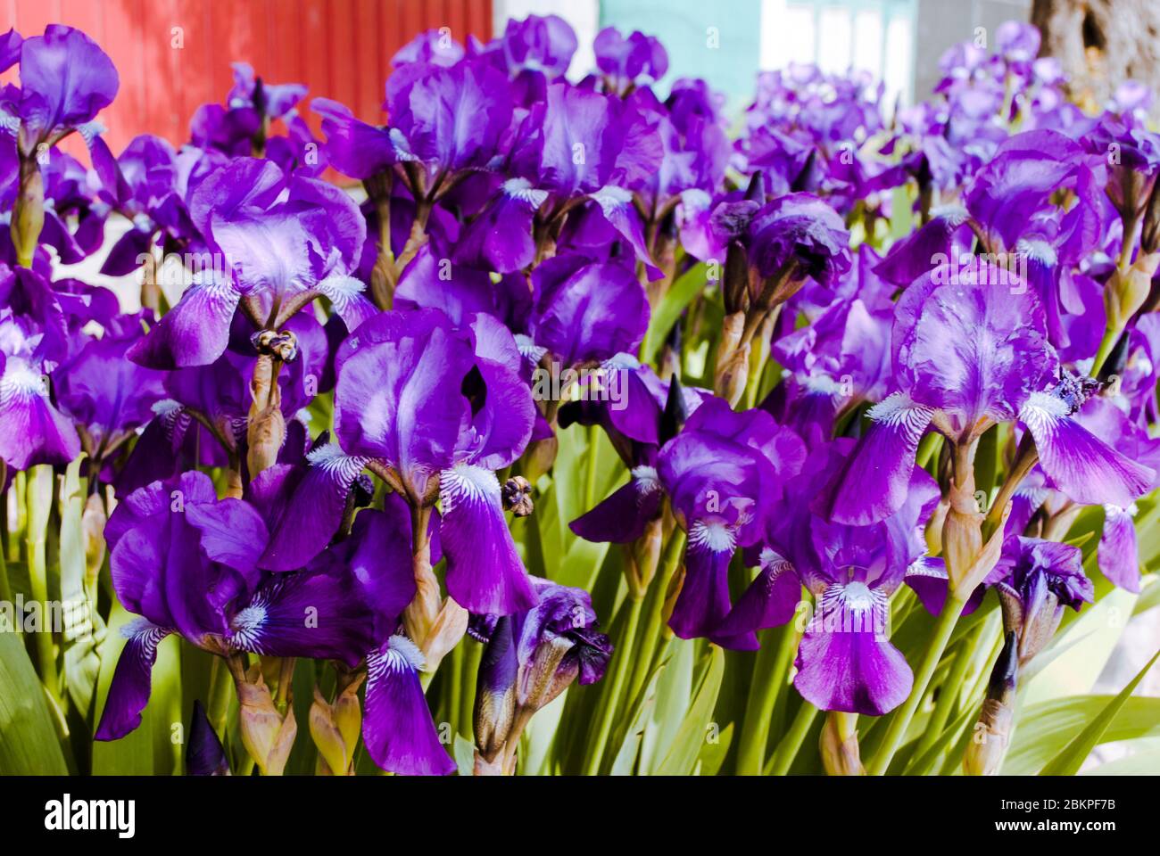 Lila Frühlingsblumen. Mitte des Frühlings. Stockfoto