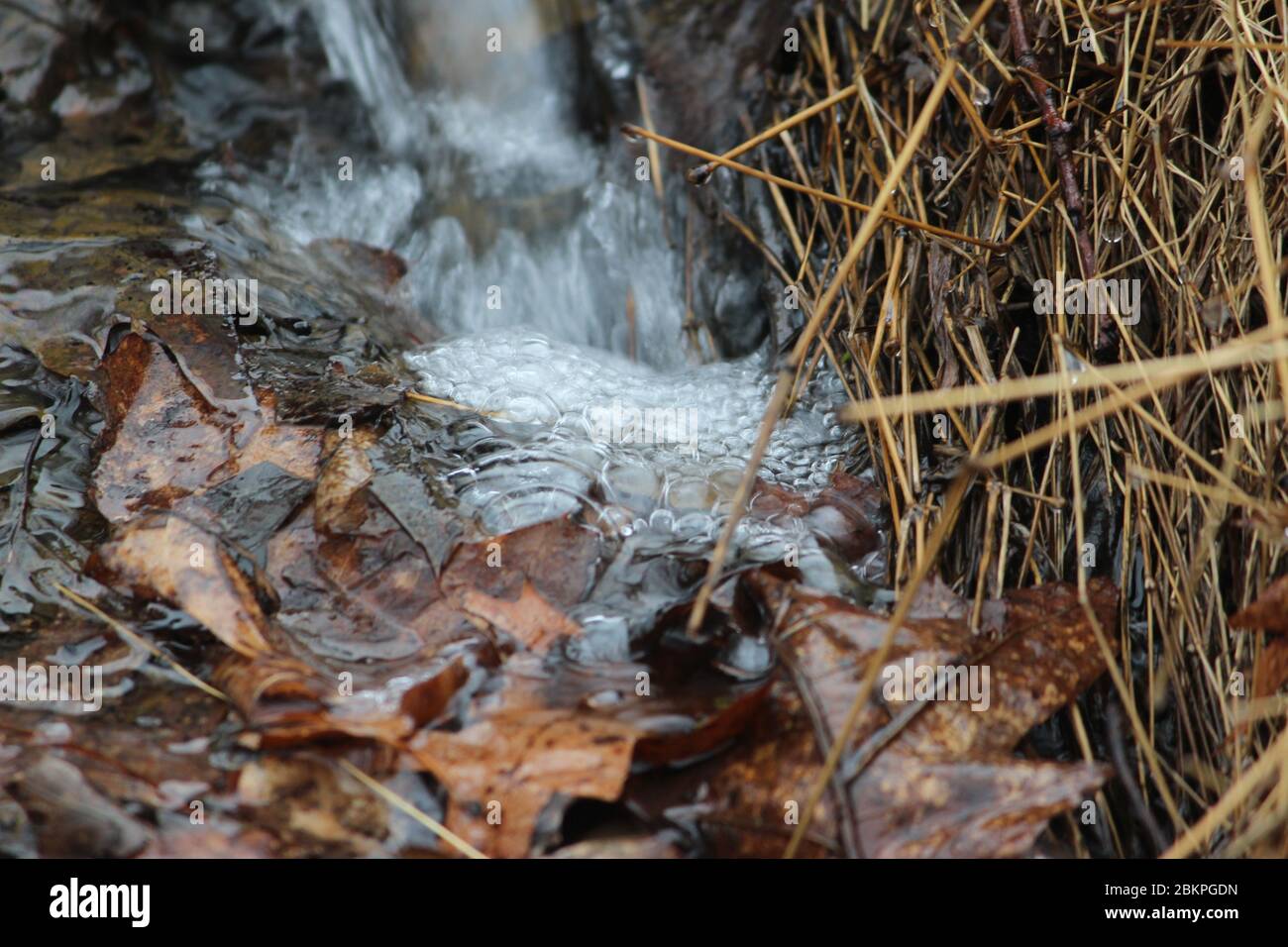 Fließendes Wasser sprudelt im Wald Stockfoto