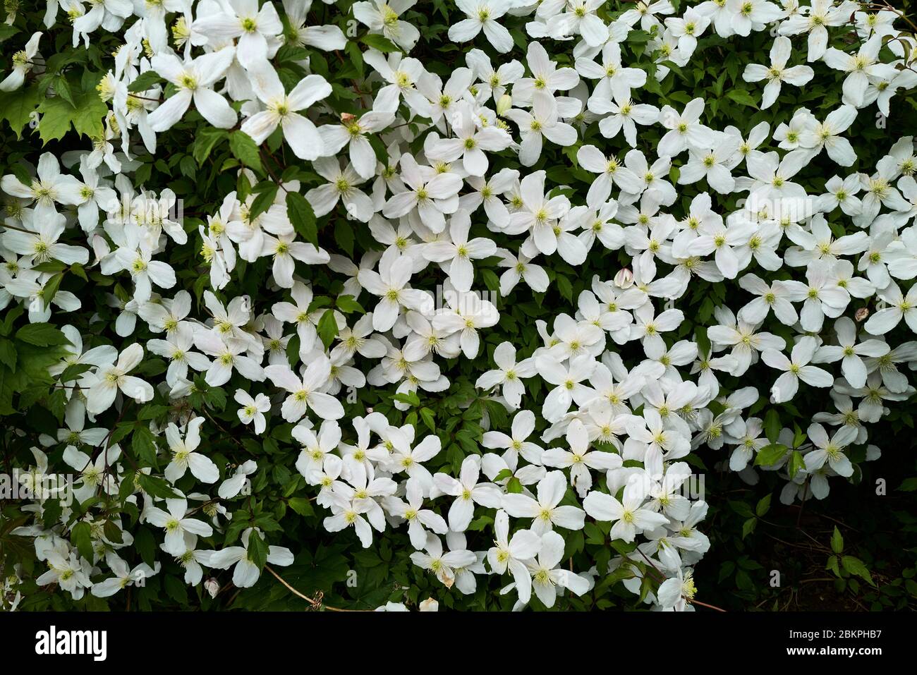 Eine Fülle von weißen Blumen, die auf einer Kletterpflanze von clematis montana an der Seite einer Straße in Northampton, England, blühen. Stockfoto