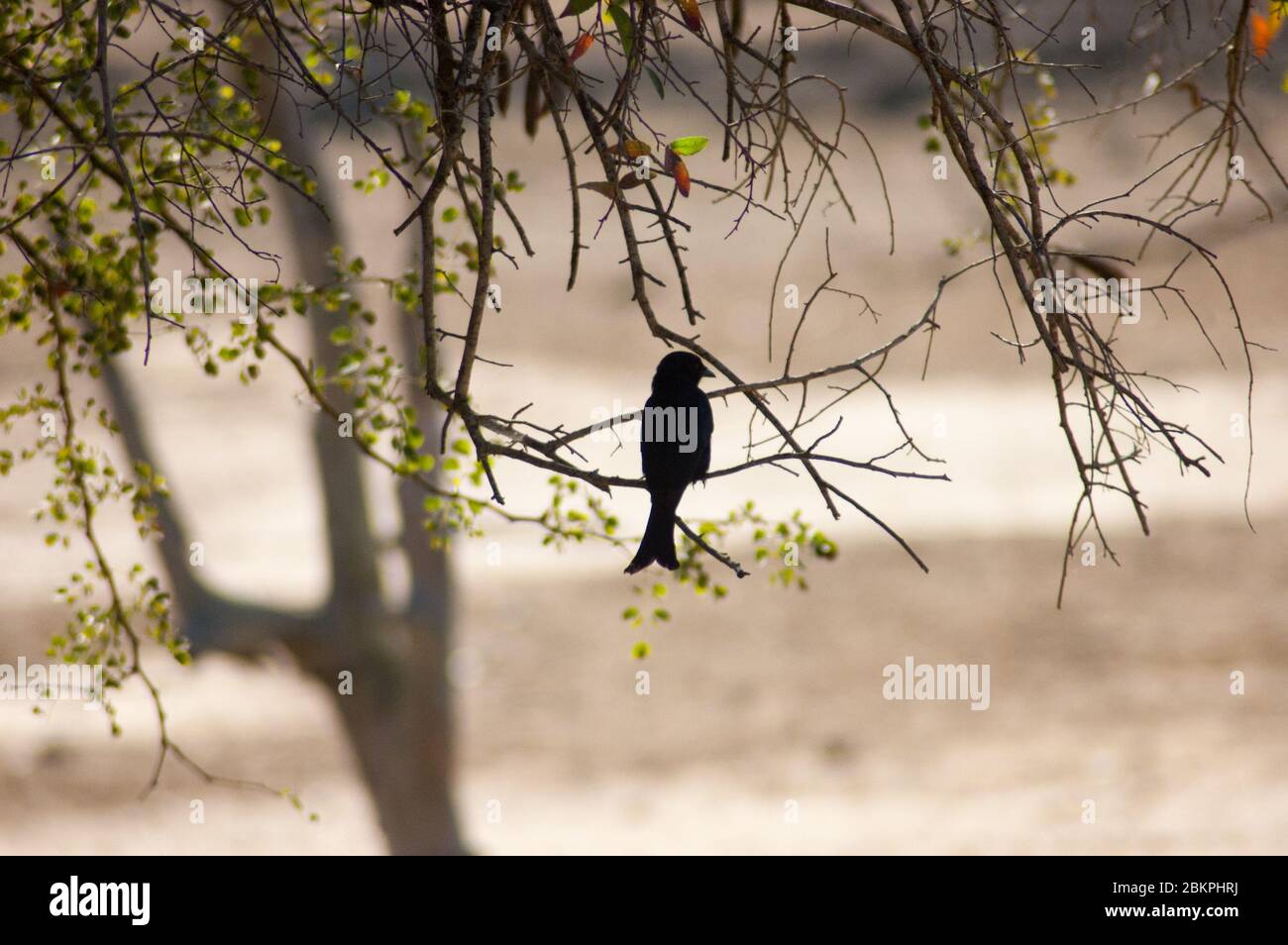 Silhouette eines einsitzenden Vogels auf einem Ast Stockfoto
