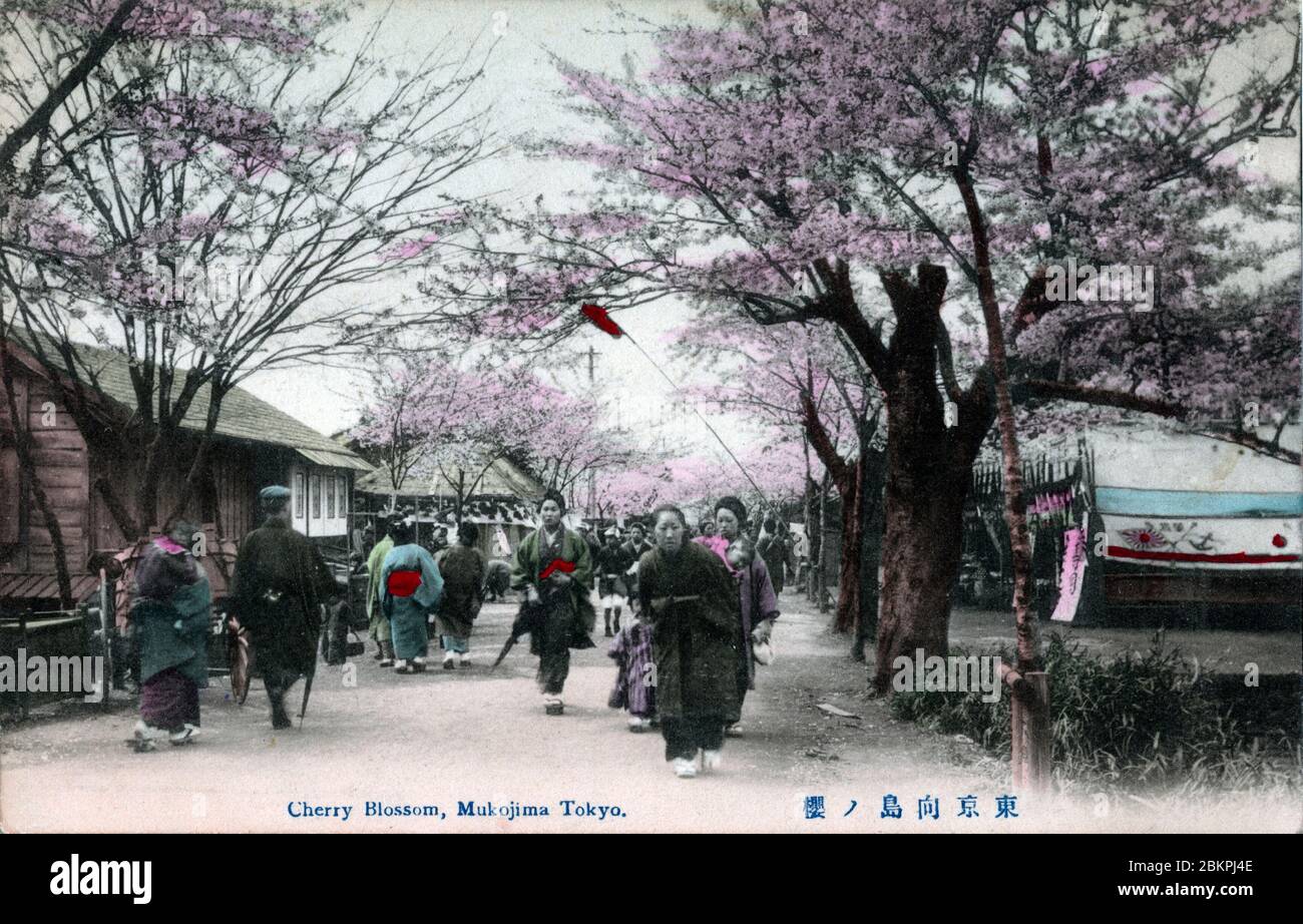 [ 1900er Japan - Cherry Nlossom in Tokyo ] - Menschenmassen genießen die Kirschblüte an einem Frühlingstag im Mukojima, Tokio. Vintage-Postkarte des 20. Jahrhunderts. Stockfoto