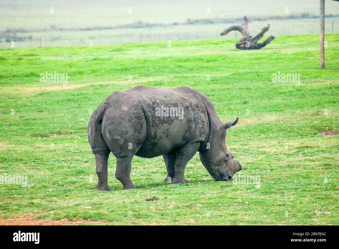 Wild Rhinoceros in South African Game Reserve Stockfoto