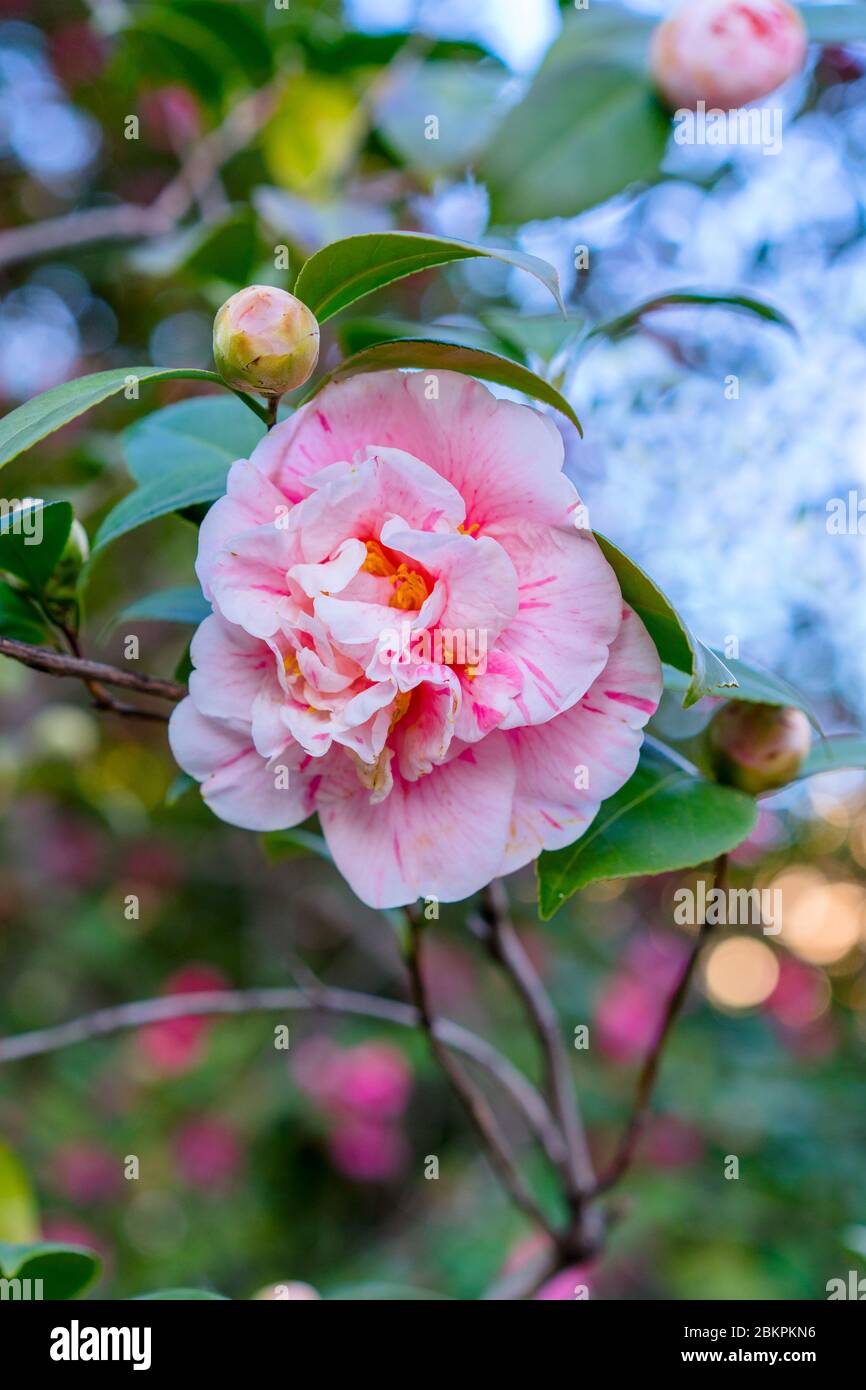 Weiche selektive Fokus der Kamelie japonica als gemeinsame Kamelie bekannt, Rot rosa japanische Kamelie Blumen oder die Rose des Winters im Garten, natürliche fl Stockfoto