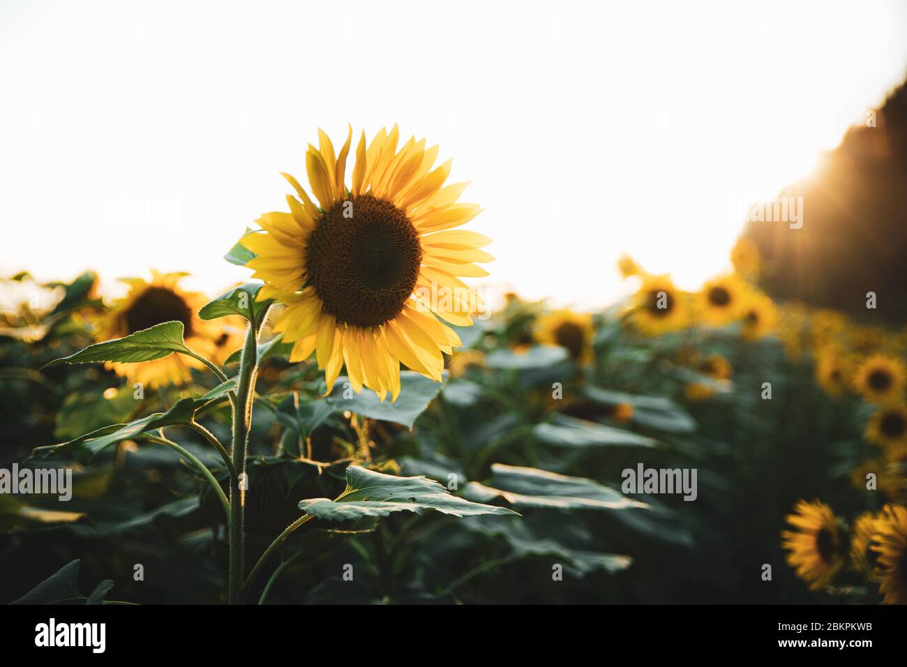 Helle gelbe Sonnenblume auf großen landwirtschaftlichen Feld mit Sonnenuntergang Licht Hintergrund, Sommer Natur Blume Stockfoto