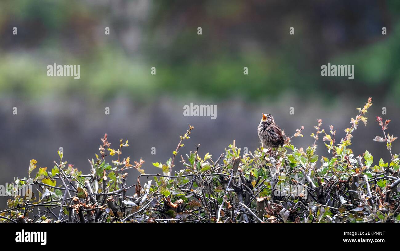 Wren, Troglodytidae, singend, während auf einer Hecke thront Stockfoto