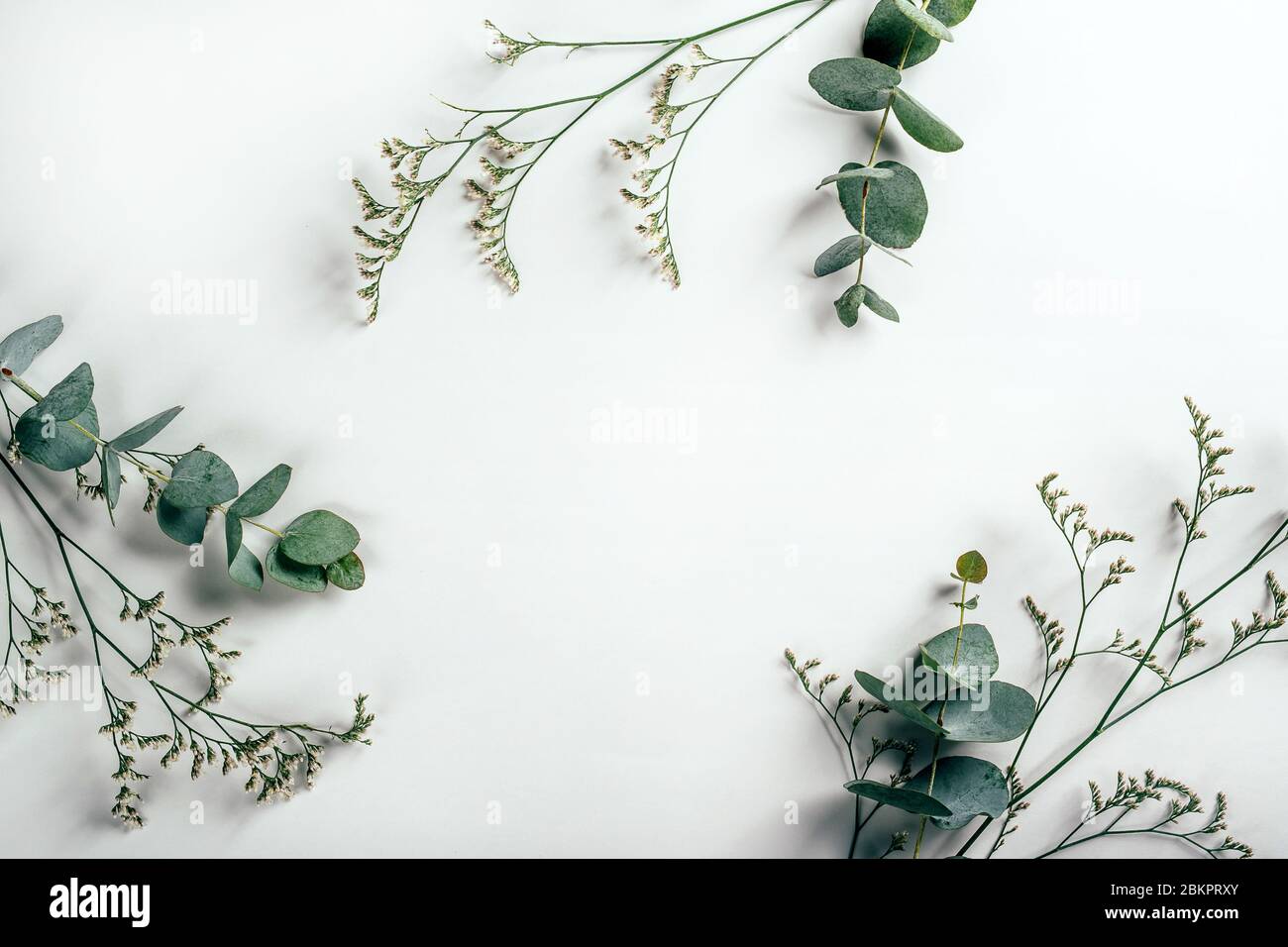 Weißer Papierhintergrund mit Eukalyptus und Graskräutern darauf. Stockfoto