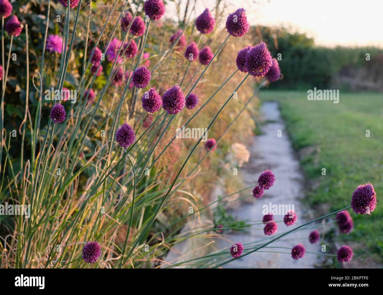 Alliums Stockfoto