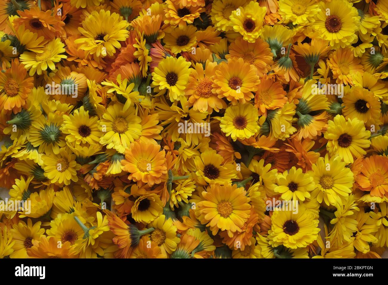 Ringelblumen Stockfoto