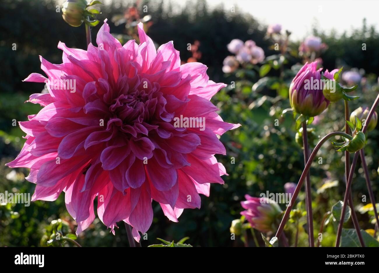 Dahlien Stockfoto