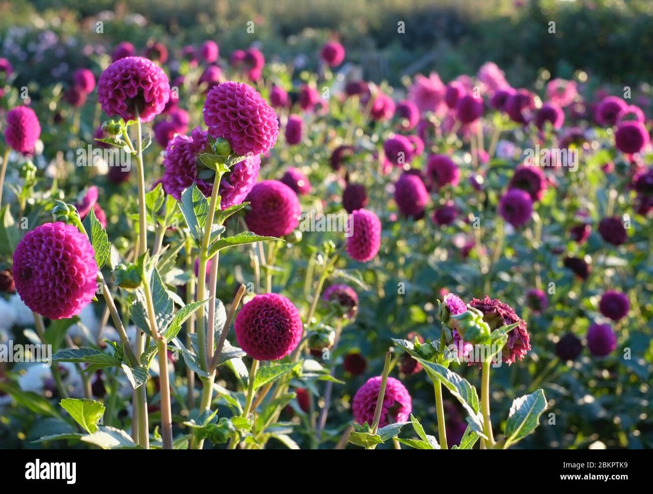 Dahlien Stockfoto