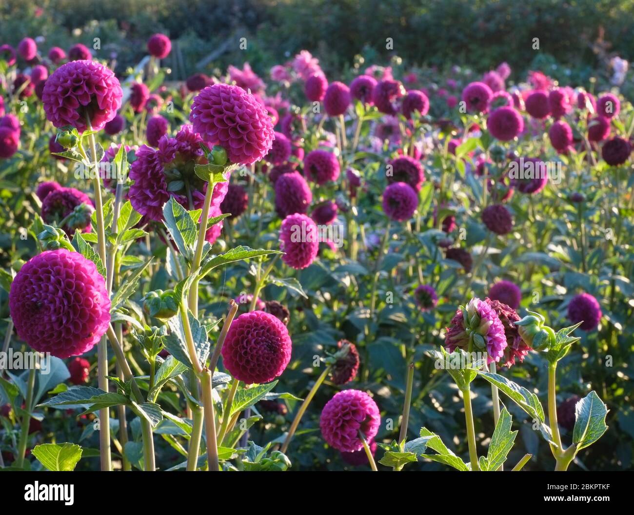 Dahlien Stockfoto