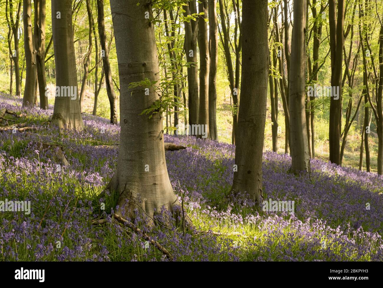 Bluebell Woods in der Nähe von Portbury, Bristol, Großbritannien Stockfoto