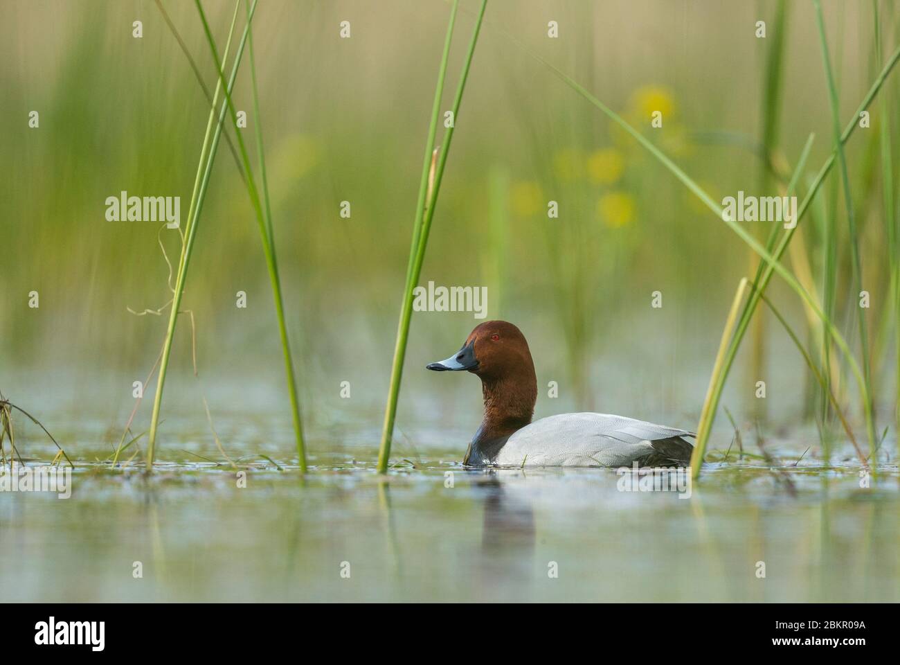 Ein gewöhnlicher Pochard (Aythya ferina) unter den Schilfen Stockfoto