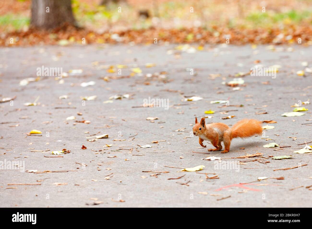 Das flauschige Orangenhörnchen zieht sich vorsichtig in die Ferne für Erfrischungen und bereitet sich auf den Herbstpfad des Parks zu springen, Platz für Text. Stockfoto