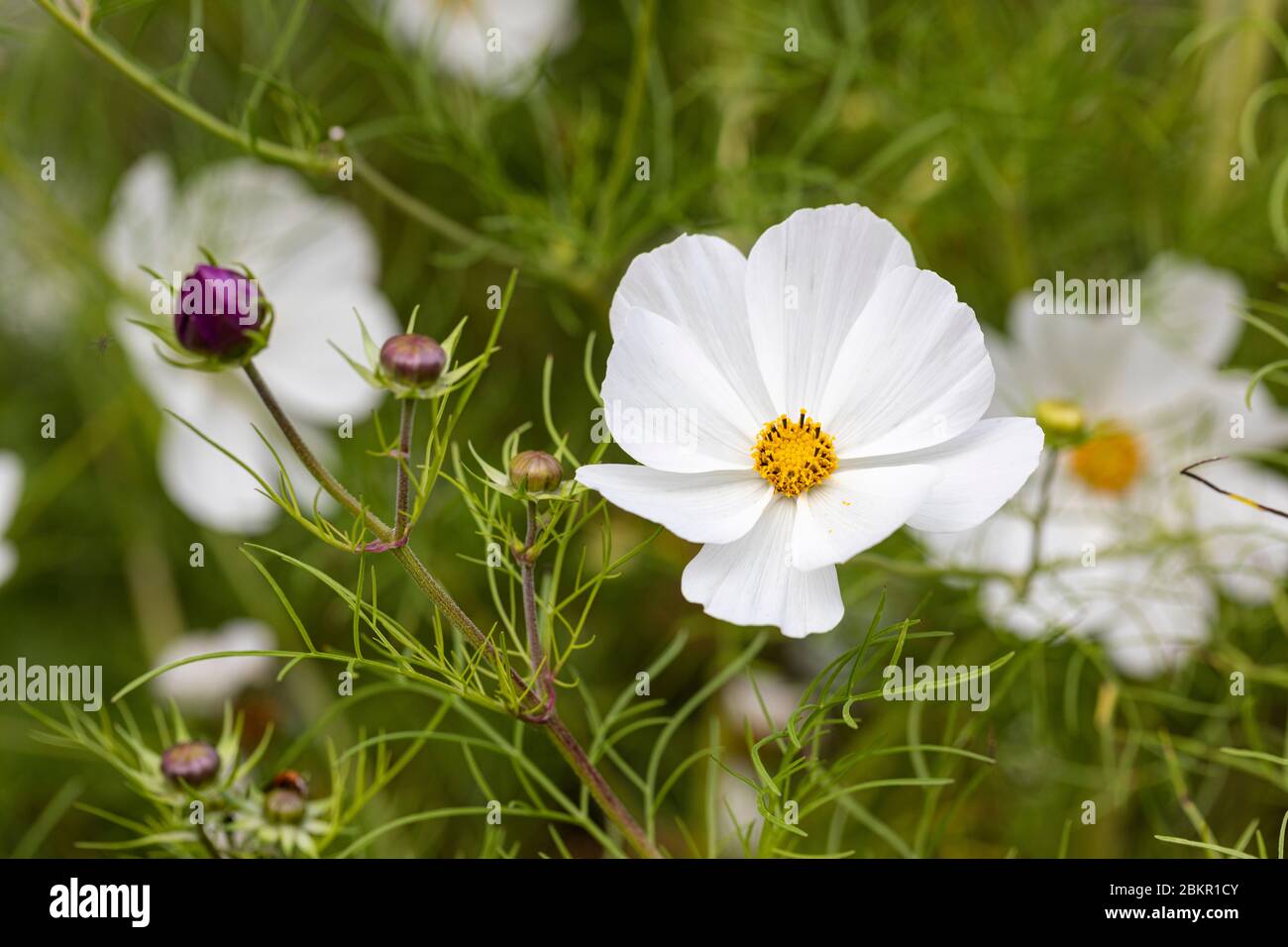 Nahaufnahme des weißen Kosmos 'Sonata White'- Kosmos bipinnatus blühend in einem englischen Garten im Sommer, England Stockfoto