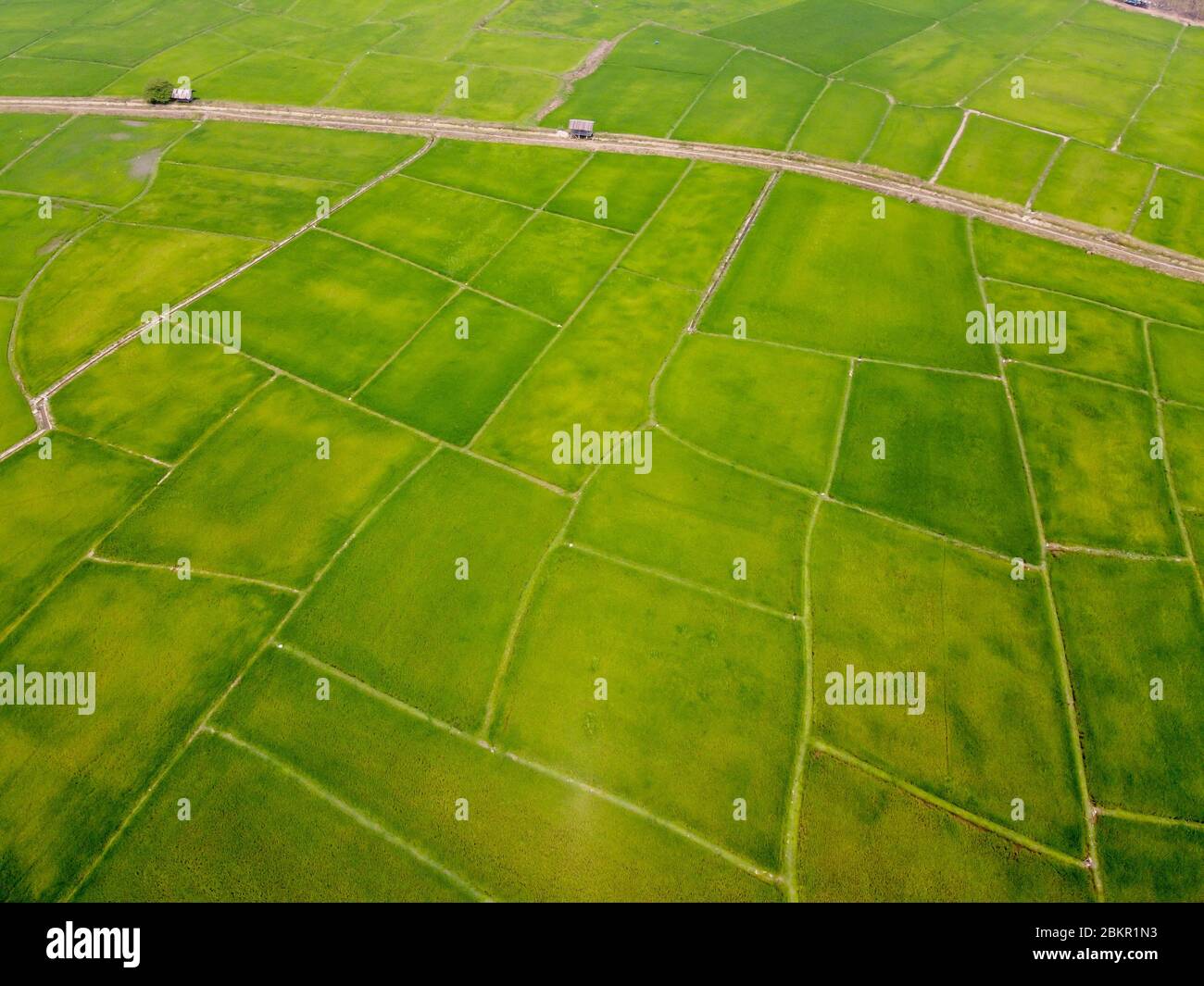 Luftaufnahme von fliegenden Drohne des Feldreises mit Landschaft grün Muster Natur Hintergrund, Draufsicht Feld Reis Stockfoto