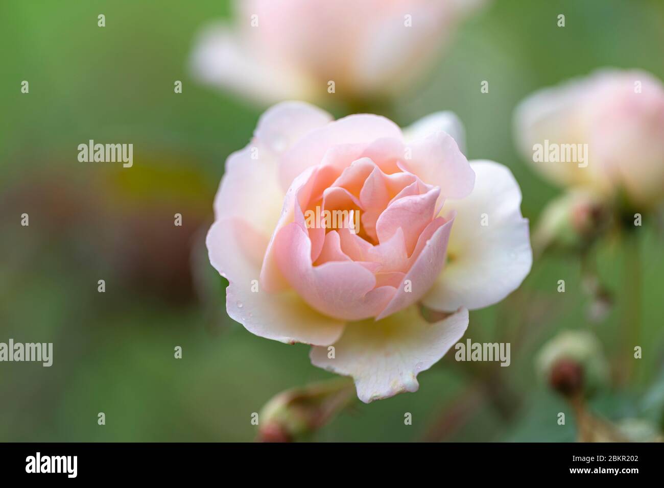 Nahaufnahme einer zarten blassrosa / apricot Rose blühend in einem englischen Garten vor einem verschwommenen grünen Hintergrund, England, UK Stockfoto