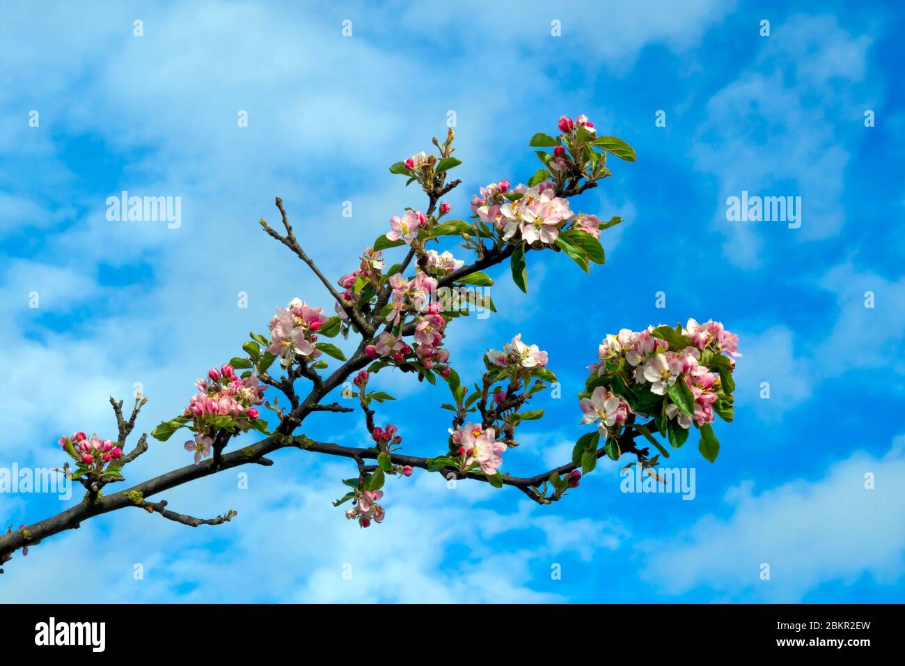 Frühlingsblüte auf einem Apfelbaum Malus domestica wächst wild neben einer Bahnlinie Stockfoto