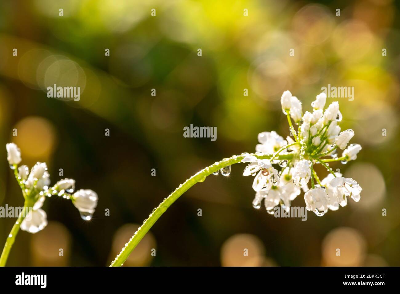 Allium Neapolitanum Zierblüte im Frühjahr wächst in einem Wohngarten Stockfoto