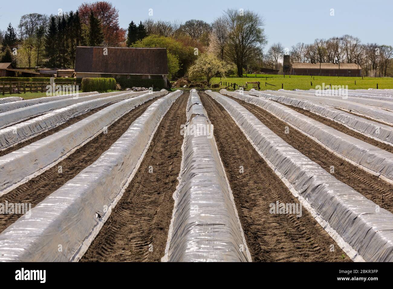 Spargelfeld mit Spargel, der in Reihen unter Schutzhüllen während der Erntezeit wächst, Münsterland, NRW, Deutschland Stockfoto