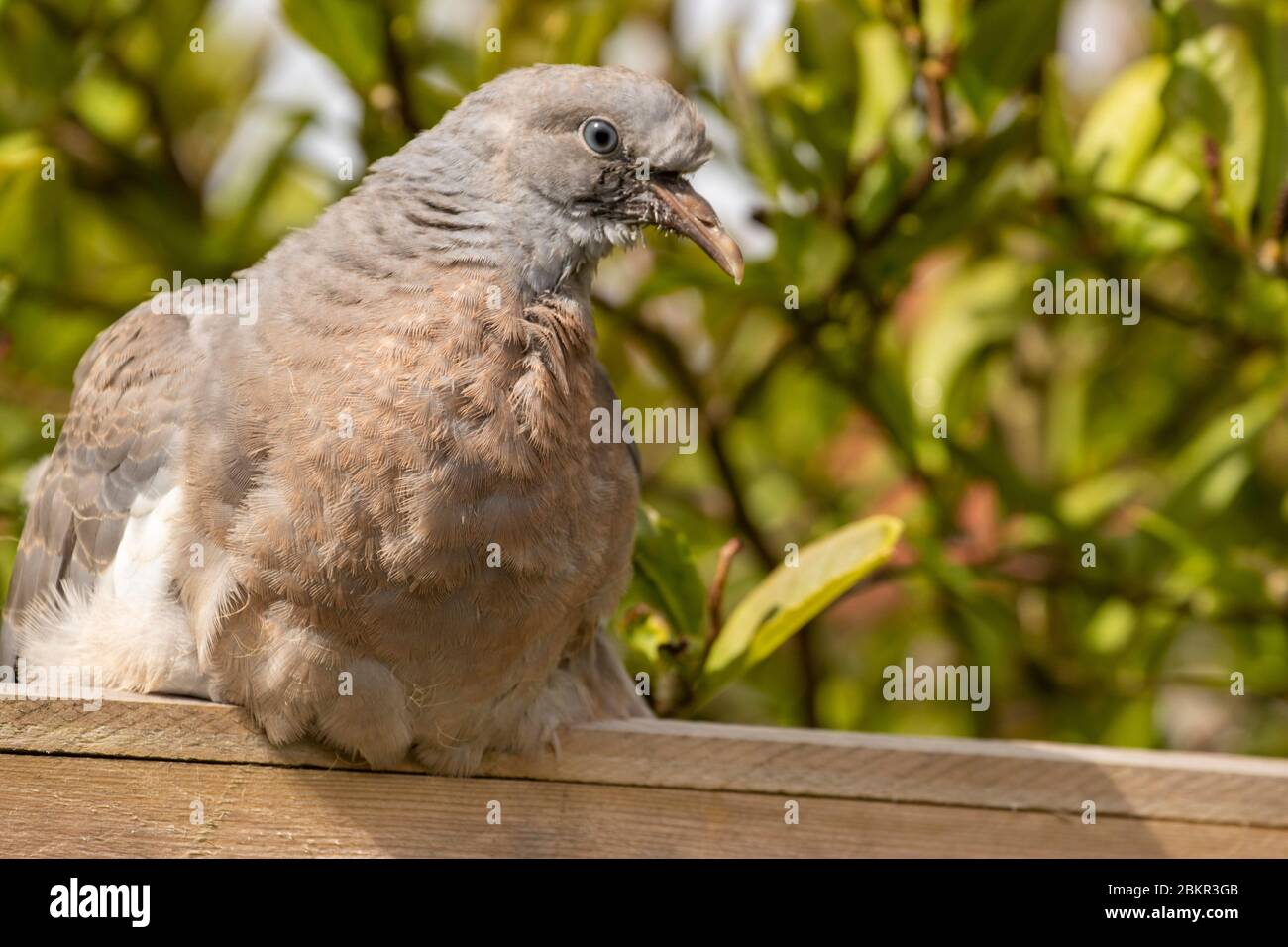 Junge junge Taube ruht auf dem Gartenzaun in der Frühlingssonne Stockfoto