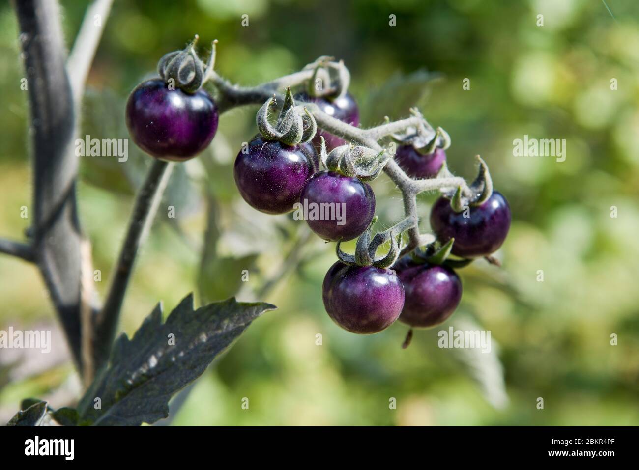Tomate Indigo blau Stockfoto