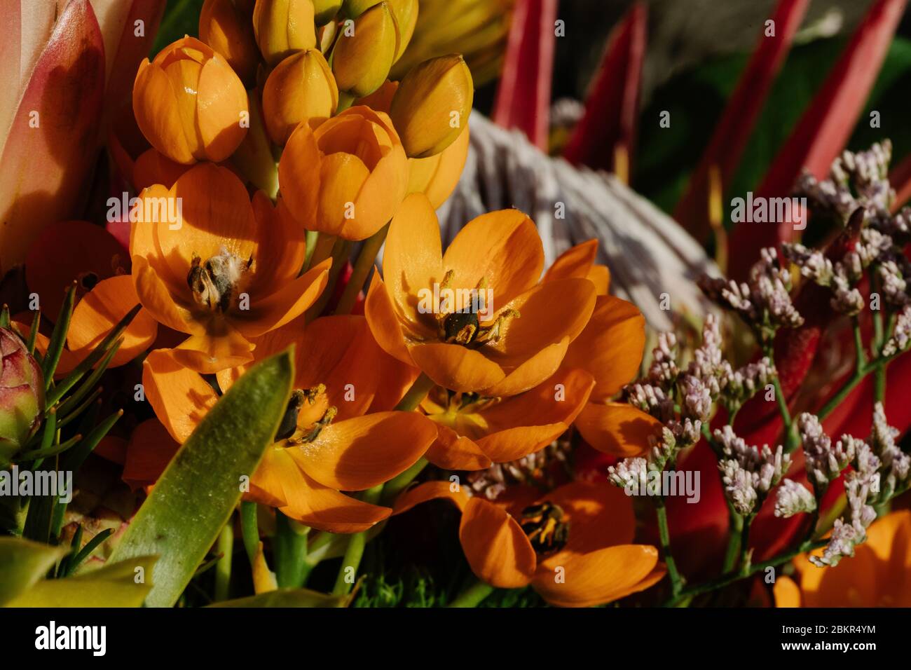 Makrofoto eines Straußes mit verschiedenen farbigen Blumen Stockfoto