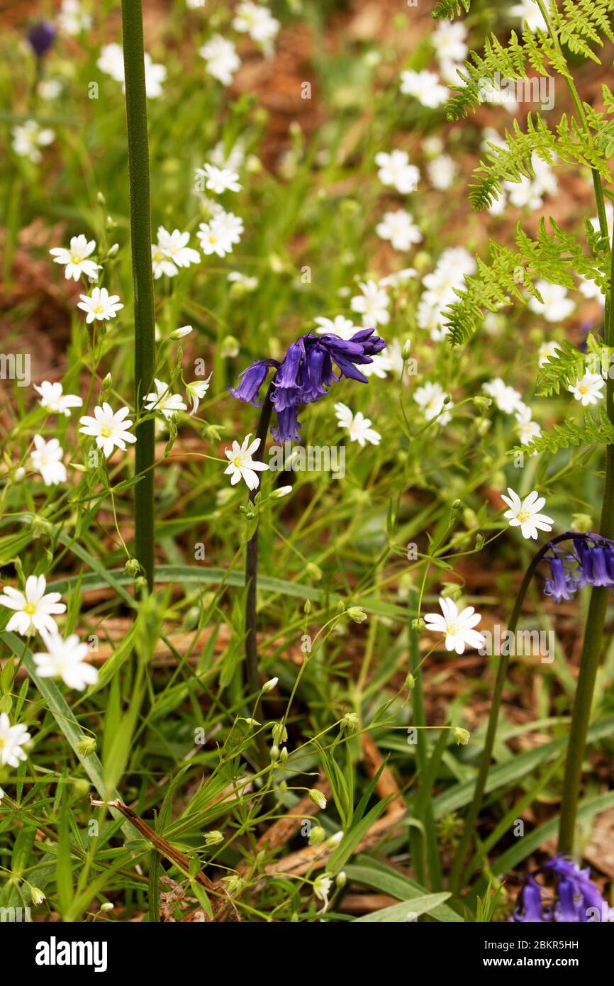 Englische Blaubellen im Frühling zwischen weißen Frühlingsblumen in einer offenen Wiese am Waldrand Stockfoto