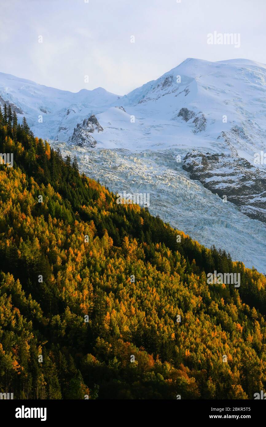 Frankreich, Haute Savoie, Chamonix Mont Blanc, Mont Blanc Massiv, Wald beleuchtet am Ende des Tages vor dem Bossons Gletscher und Mont Blanc Stockfoto