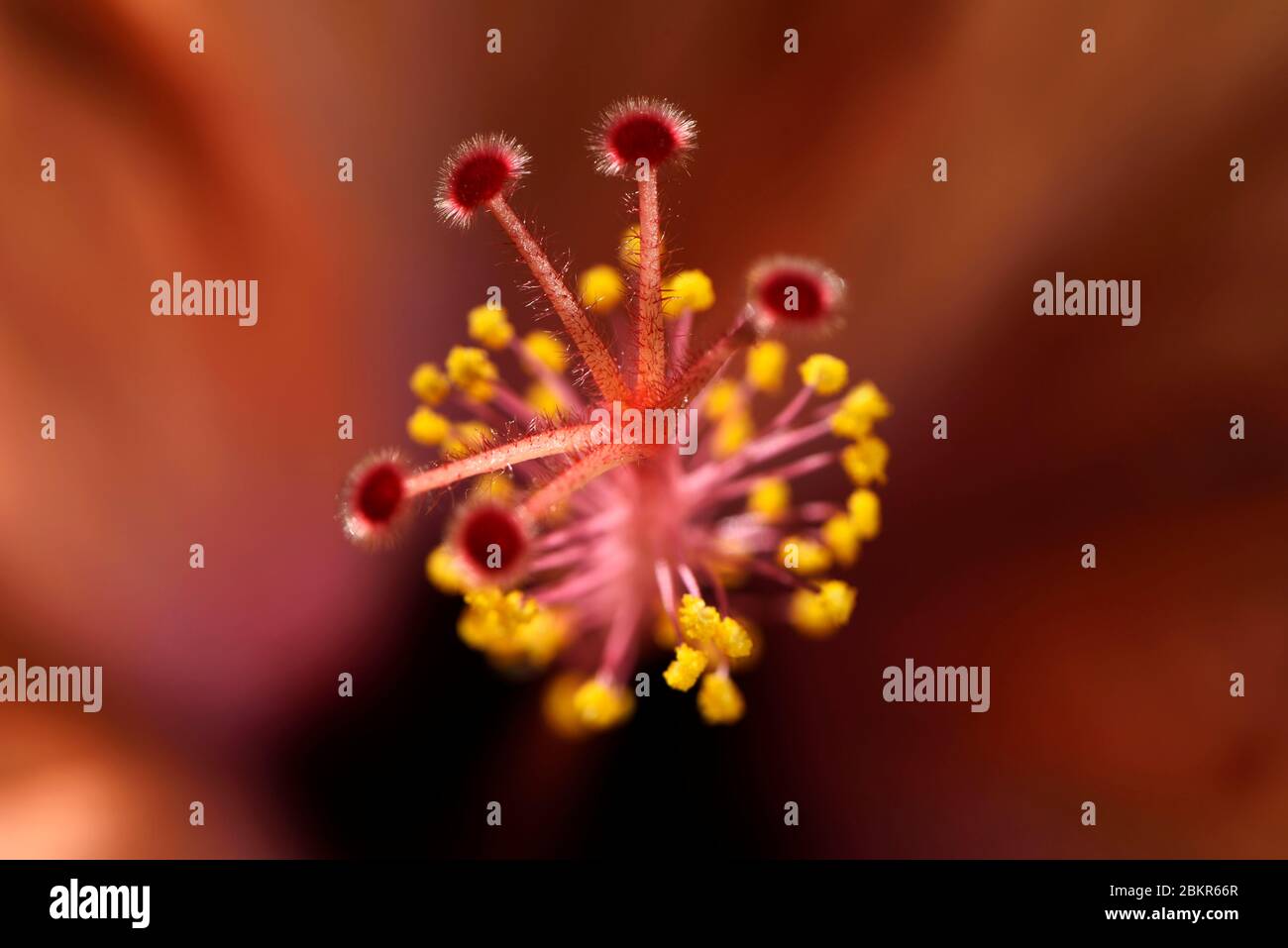 Frankreich, Territoire de Belfort, Belfort, Wohnung, Topf, Hibiskus (Hibiscus syriacus oder Hibiscus rosa sinensis) Blüte Stempel, Staubblätter Blüte Stockfoto