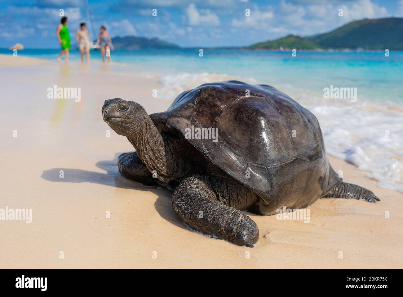 Seychellen, Curieuse Island, Riesenschildkröte am Strand von San Jose Stockfoto