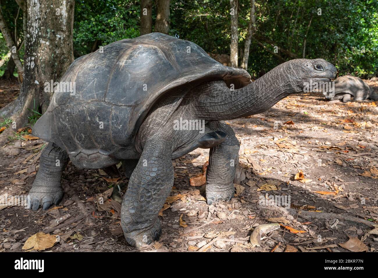Seychellen, ile Curieuse Nationalpark, Riesenschildkröte Stockfoto