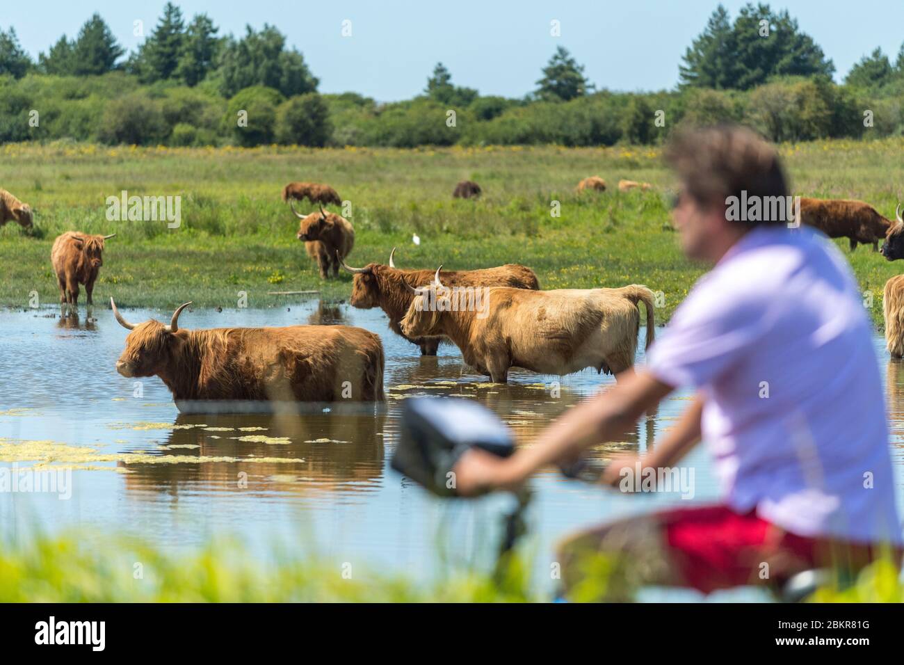 Frankreich, Somme, Le Crotoy, Radtouristen in der Baie de Somme entlang der Seefahrradroute Stockfoto
